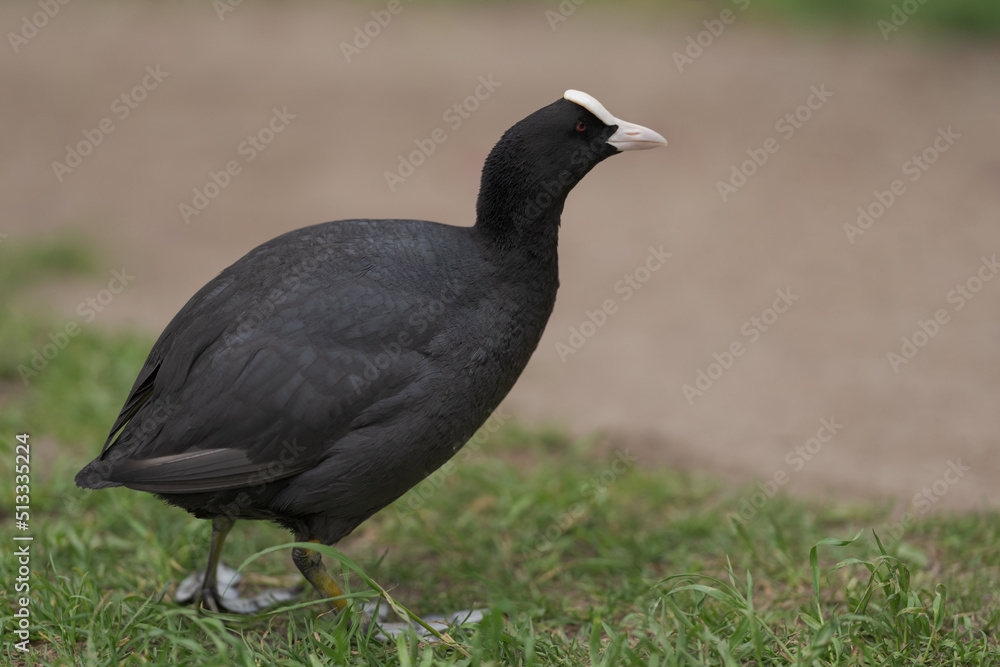 Coot bird walking on a ground with copy space Coot bird walking on a ground with copy space