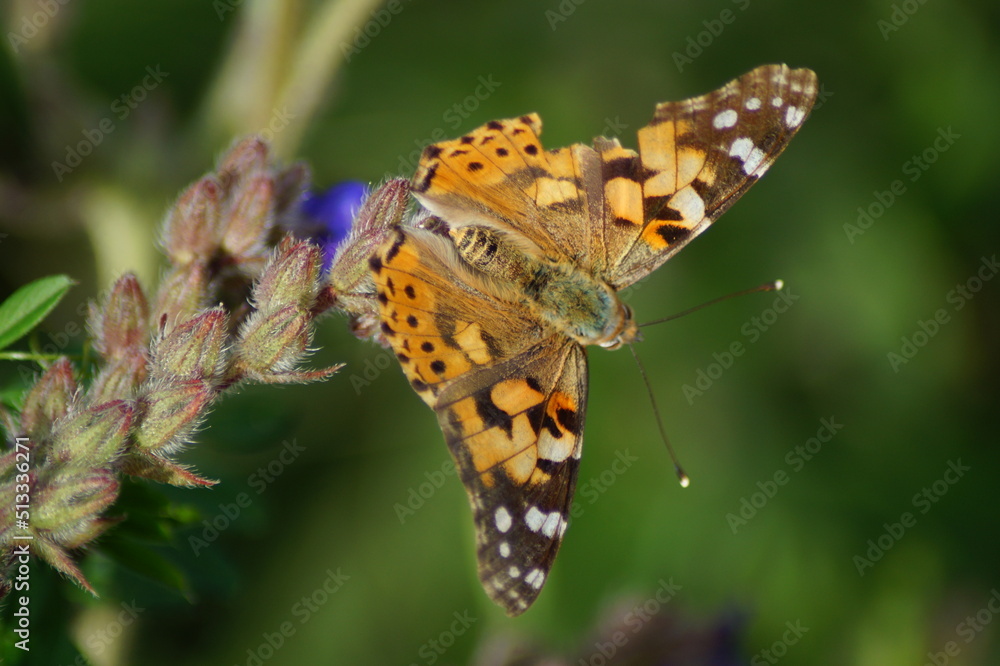 Macro image of a Painted Lady Vanessa cardui, Syn.: Cynthia cardui Macro image of a Painted Lady Vanessa cardui, Syn.: Cynthia cardui