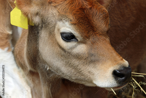 Guernsey cow calf in a barn photo