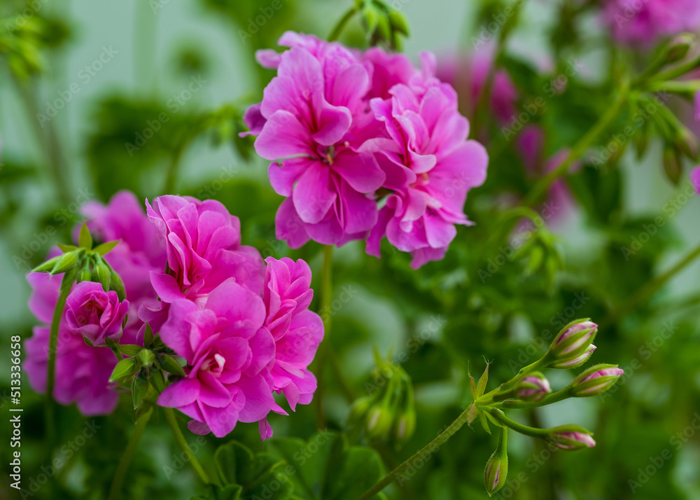 Fototapeta premium Pelargonium flower, close up. Beautiful large pink flowers