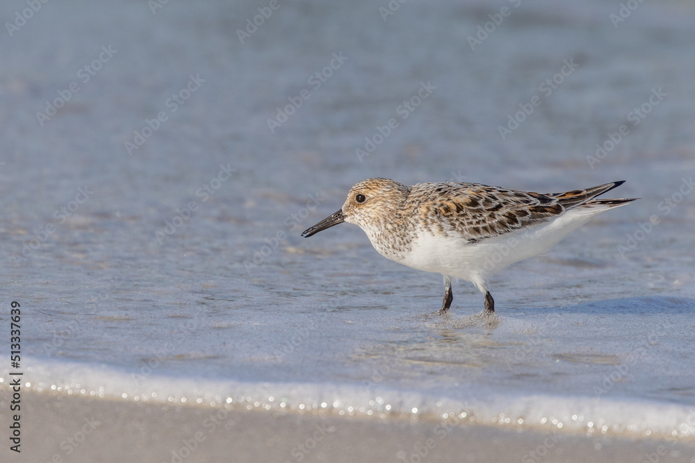 bird on the beach