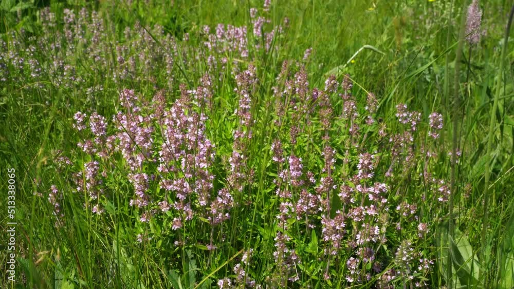 Meadow with lots of colorful spring flowers on sunny day. Nature floral background in early summer with fresh green grass. Summer day. Meadow with lots of colorful spring flowers on sunny day. Nature floral background in early summer with fresh green grass. Summer day.