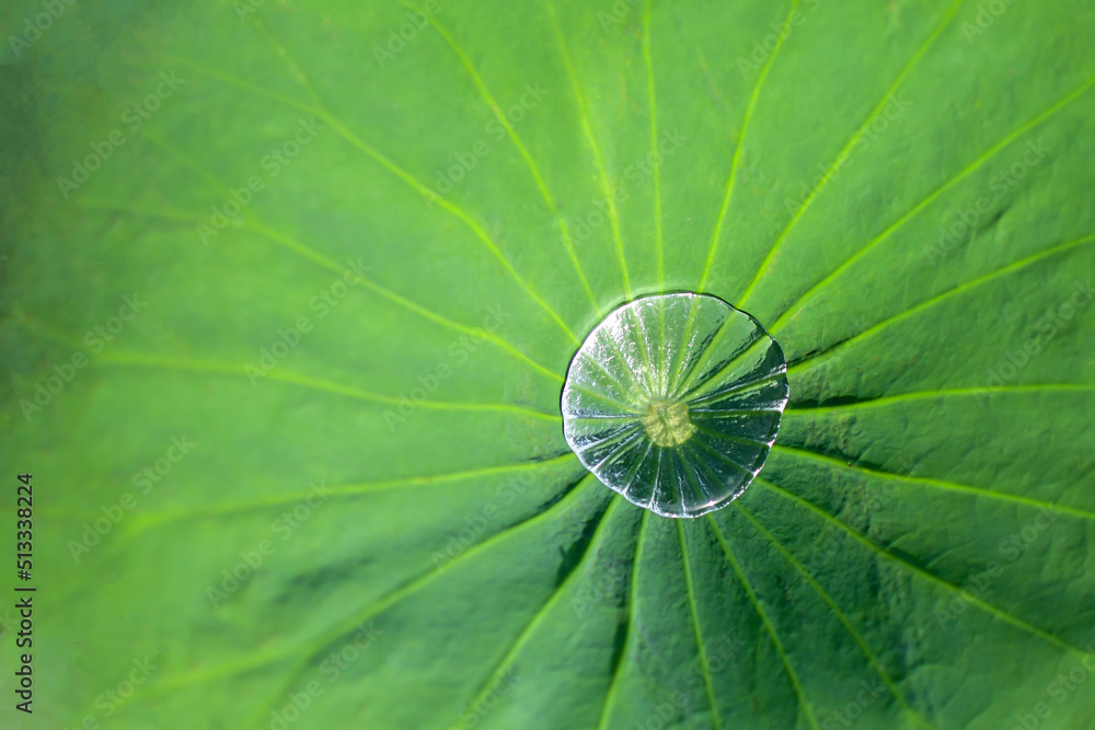 Water droplets in the middle of the lotus leaf among the blurred lotus fields natural green Water droplets in the middle of the lotus leaf among the blurred lotus fields natural green