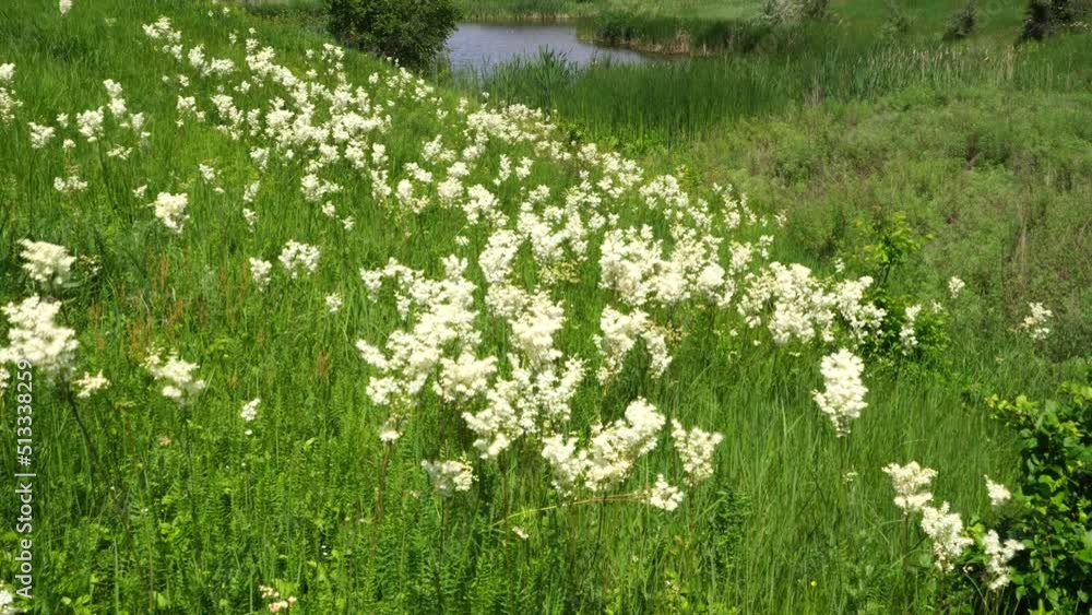Meadow with lots of colorful spring flowers on sunny day. Nature floral background in early summer with fresh green grass. Summer day. Meadow with lots of colorful spring flowers on sunny day. Nature floral background in early summer with fresh green grass. Summer day.