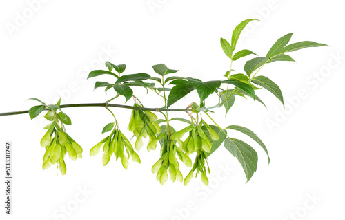 Ashleaf maple branch isolated on white background. Maple acer negundo leaves and seeds.