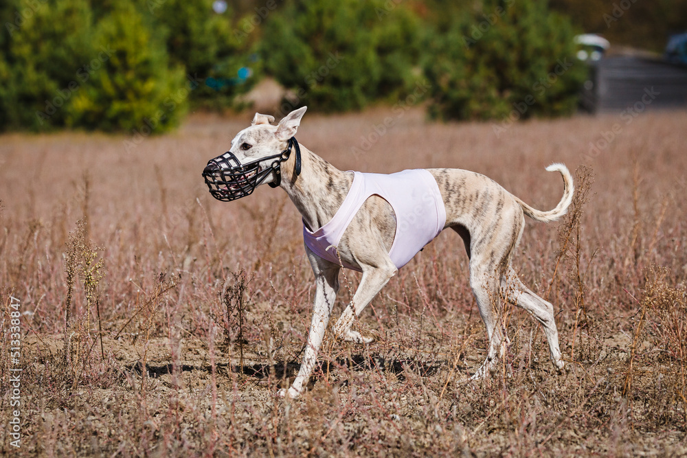 The Race of greyhound whippet. Field coursing competition