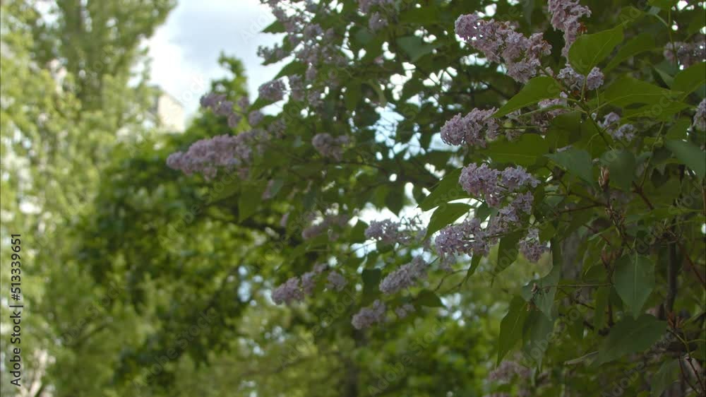 flowering of pink lilac in the city park on a summer afternoon. flowering bushes decorate the city in summer and give pleasant aromas of flowering.. Slow Motion 100fps 2.8k flowering of pink lilac in the city park on a summer afternoon. flowering bushes decorate the city in summer and give pleasant aromas of flowering.. Slow Motion 100fps 2.8k