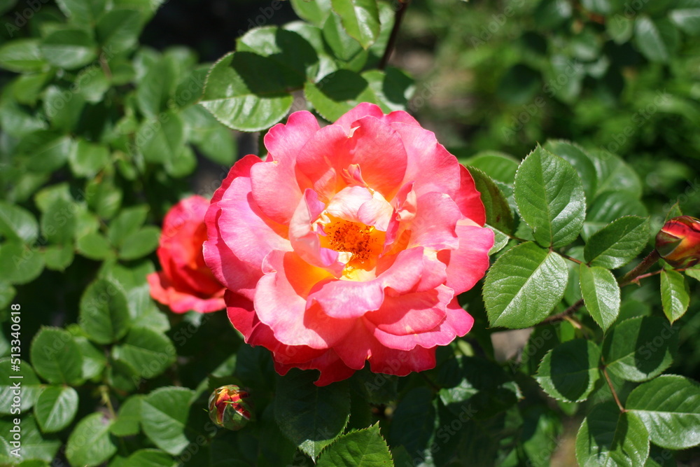 pink rose flower and fresh green foliage in the park pink rose flower and fresh green foliage in the park