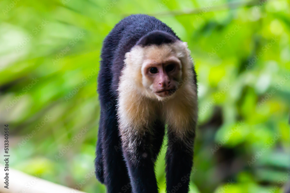 capuchin monkey capuchin monkey