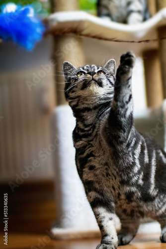 Young, playful, black silver tabby british shorthair cat raising the paw to reach the feather. 
