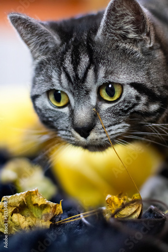Close up  of a British Shorthair silver tabby cat curiously looking forward with big yellow eyes. Cat with leaves on the ground.