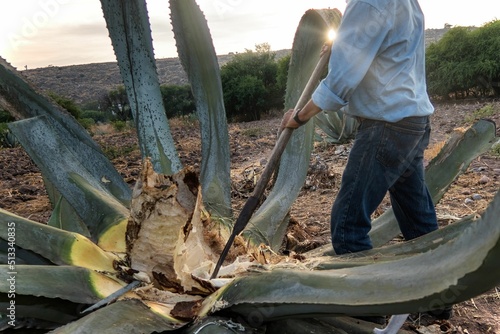 Maguey leaves green or ensiled and then chopped or cut used to feed cattle and goats during the summ photo