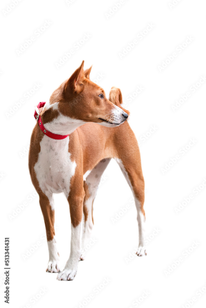 red - white basenji dog stands on a white background with selective focus