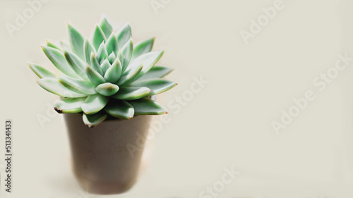 white Pot with echiveria on a light background Selective focus,