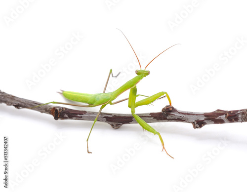 Green mantis and twig. © voren1