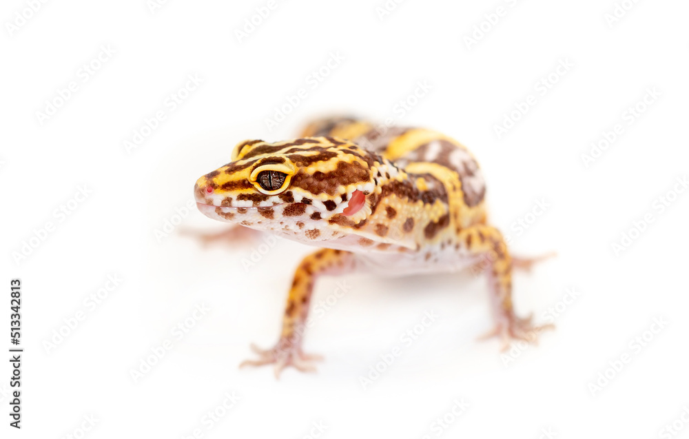 Fototapeta premium Lizard Eublefar on a white background. Exotic animal as a pet.