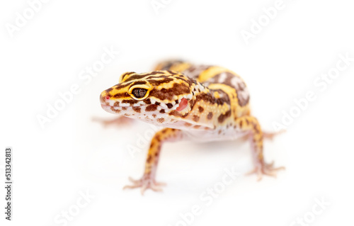 Lizard Eublefar on a white background. Exotic animal as a pet.