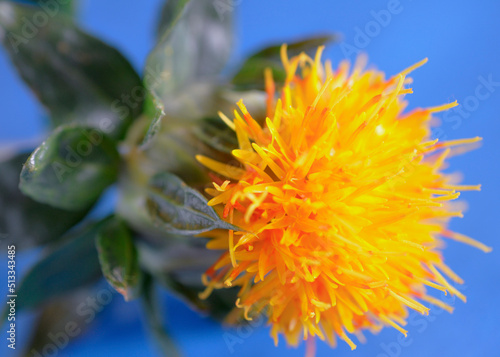 Canvas-taulu safflower、紅花
