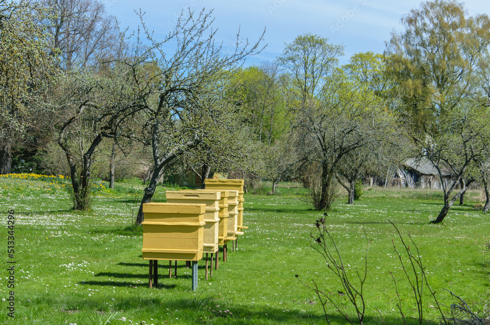 Rows of hives between branches with cherry plum trees blossoms in springtime. Rows of hives between branches with cherry plum trees blossoms in springtime.
