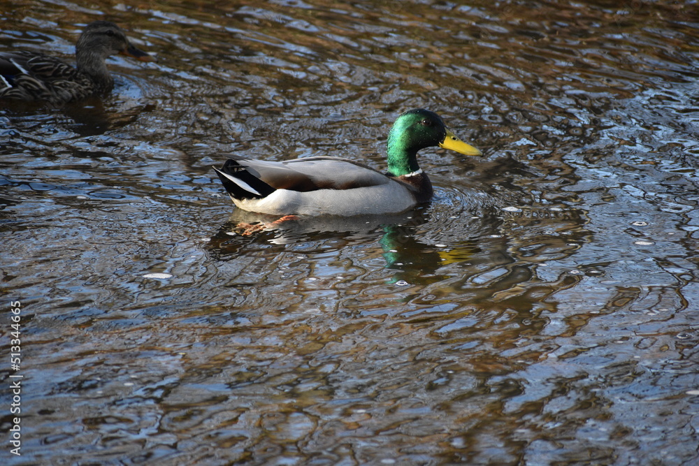 Fototapeta premium Mallard duck in a pond