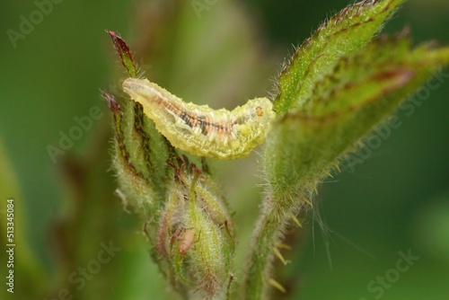 Closeup on a well camouflaged caterpillar of the Holy Blue butterfly, Celastrina argiolus photo