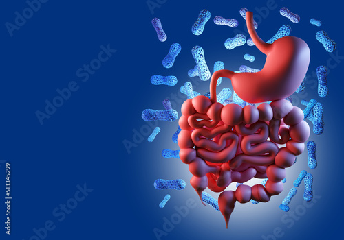 Intestinal microflora. Microbiome of gastrointestinal tract. Human stomach on blue. Concept of caring for microclimate in stomach. Beneficial microbiome bacteria. Probiotic cells. 3d rendering. photo