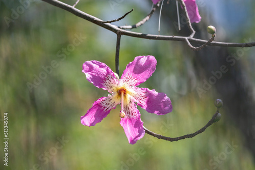 Flower of Ceiba speciosa or Chorisia speciosa pollinating bees in selective focus and blurred background.Tropical forest. Paineira tree pink flower photo