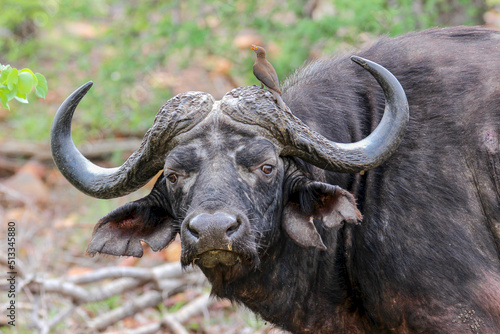Cape or African buffalo, Kruger National Park, South Africa 