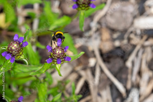 Bumble bee close up on purple lawn weed selfheal plant in the garden