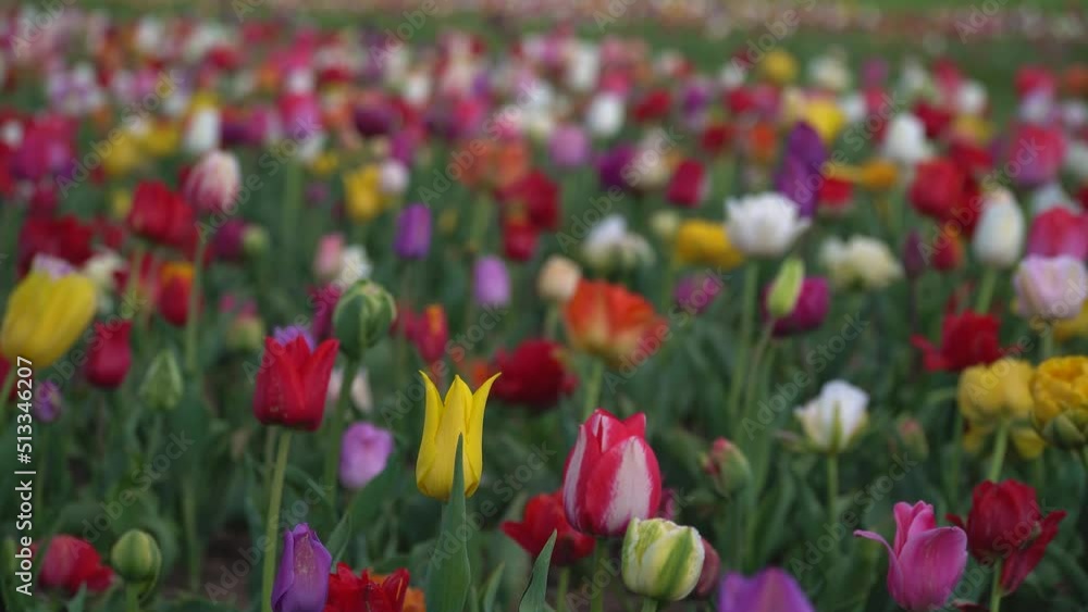 Spring flower background. Colorful tulips close-up bloomed in the garden. A small breeze stirs the flowers in the flower bed. Decoration of parks. The concept of romance, tenderness, femininity Spring flower background. Colorful tulips close-up bloomed in the garden. A small breeze stirs the flowers in the flower bed. Decoration of parks. The concept of romance, tenderness, femininity