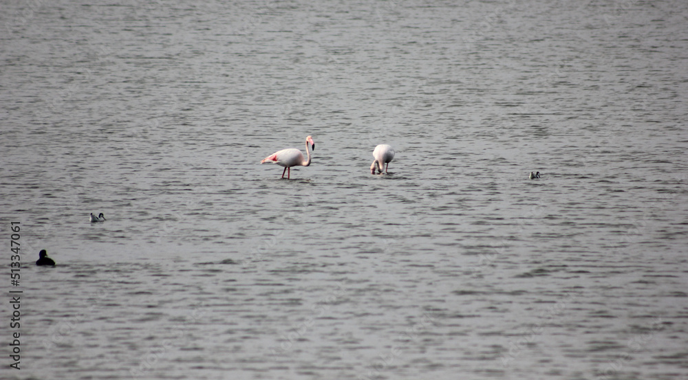 flamingos na água
