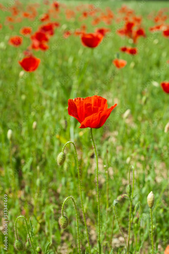 Champ de coquelicots // poppy field Champ de coquelicots // poppy field