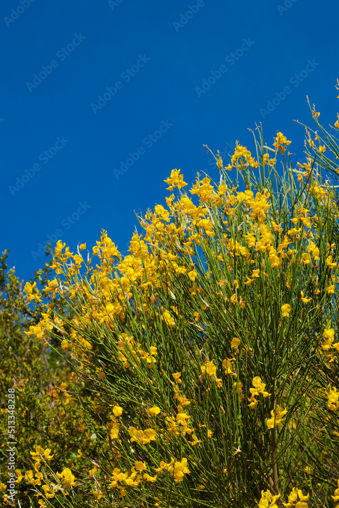 Fleurs sauvages jaunes // yellow wild flowers Fleurs sauvages jaunes // yellow wild flowers