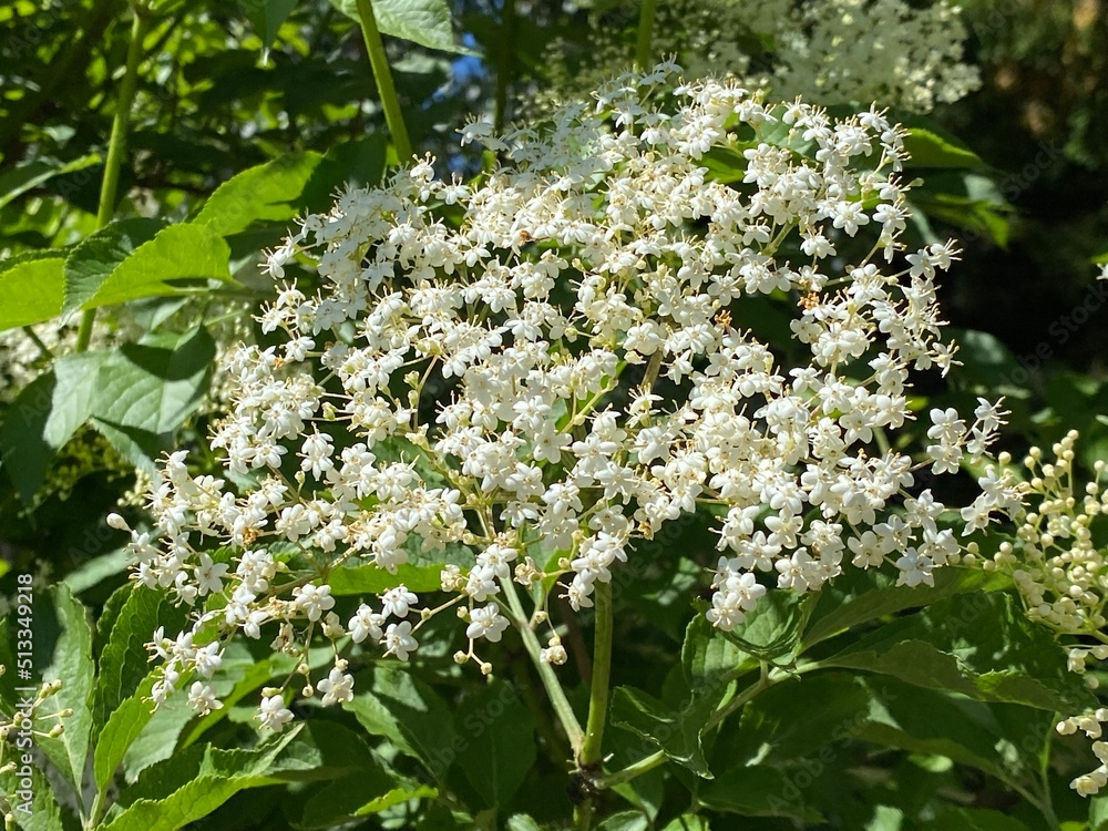 The Elderberry (Sambucus nigra), Black elder, European elder, European black elderberry, Der Schwarze Holunder, Schwarzer Flieder, Fliederbeeren or Crna Bazga ili Zovina - Zova