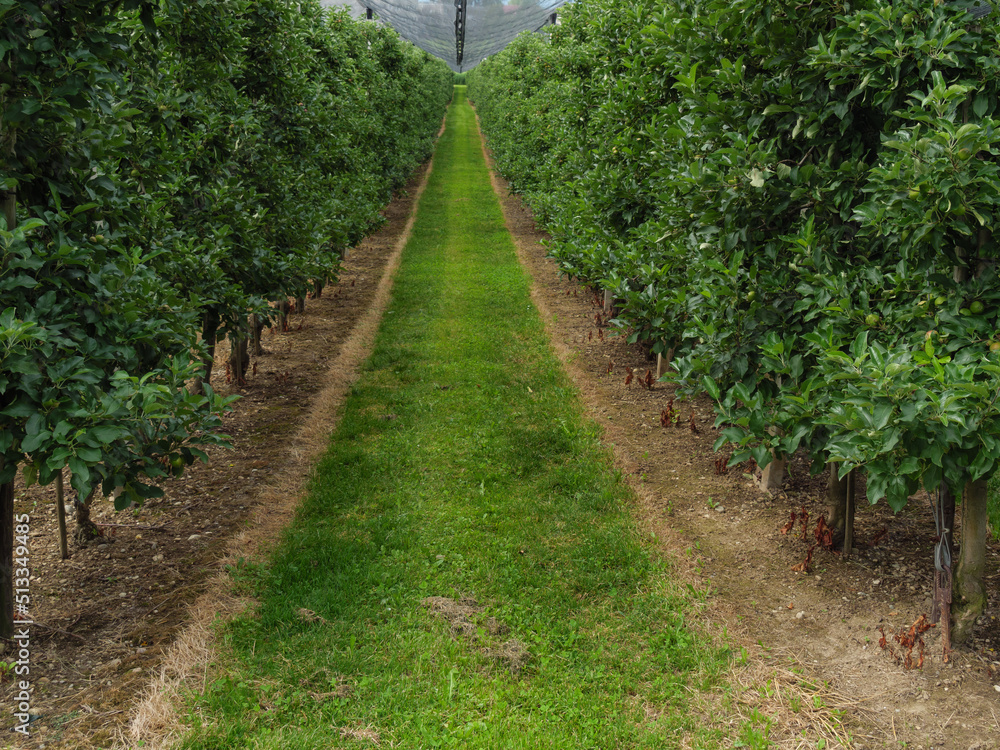Fototapeta premium Weinberge am Bodensee