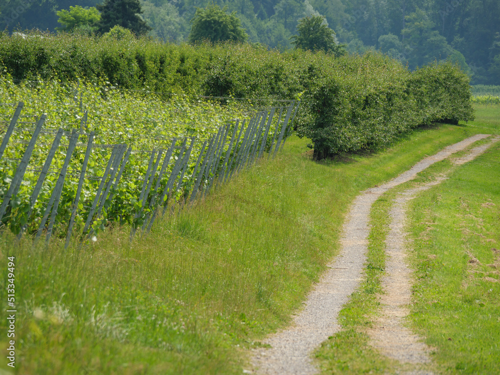 Fototapeta premium Weinberge am Bodensee