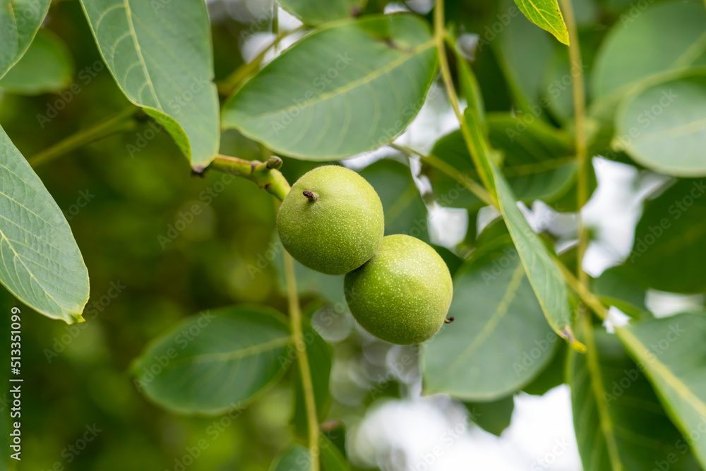 Walnut tree with green nuts and foliage in summer. Food in the wild Walnut tree with green nuts and foliage in summer. Food in the wild