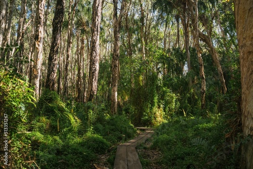 Beautiful shot of a boardwalk through a paperbark forest in Queensland photo