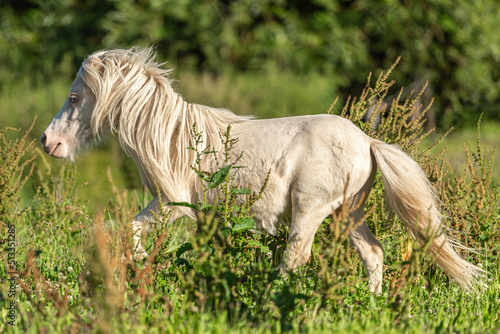 Portrait of a stunning cremello miniature shetland pony stallion running across a pasture with long grass in summer outdoors