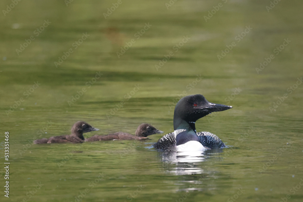Loon family on lake feeding and swimming on hot summer day Loon family on lake feeding and swimming on hot summer day