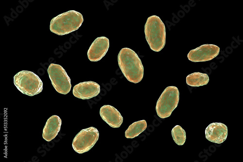 Yersinia enterocolitica bacteria, 3D illustration photo