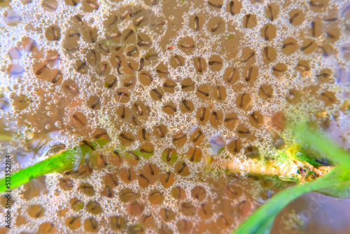 Принти на полотні The frogspawn(larval stage) The baby frogs call tadpoles, tiny black dots surrounded by a jelly-like substance, they become comma-shaped, as their tails begin to develop, they have gills, a mouth