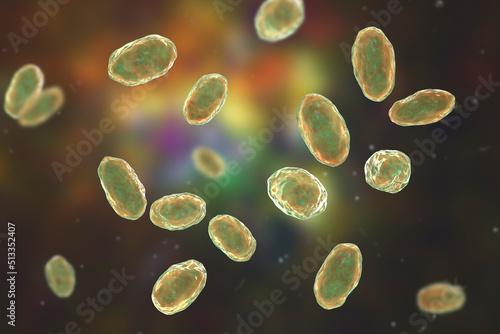Yersinia enterocolitica bacteria, 3D illustration