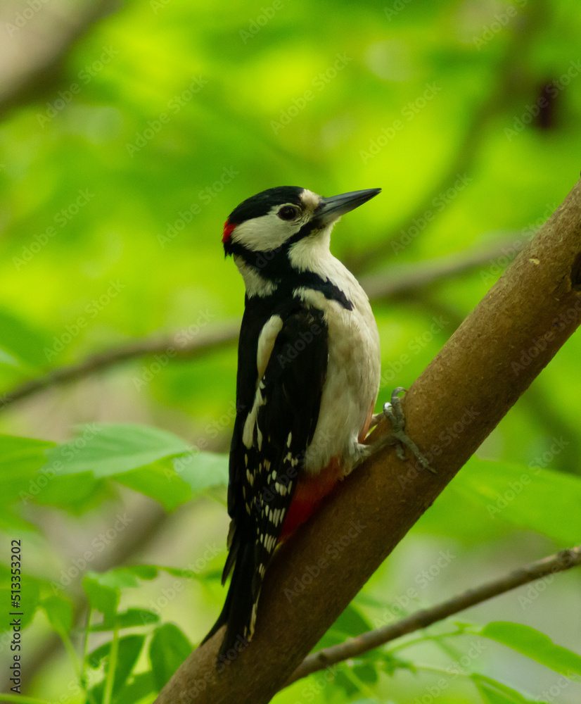 Fototapeta premium spotted woodpecker