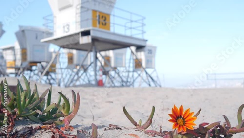 Lifeguard stand and flower, life guard tower for surfing on California beach. Succulent ice plant and rescue hut or house by summer ocean. Lifesavers station near Los angeles on Mission beach, USA.