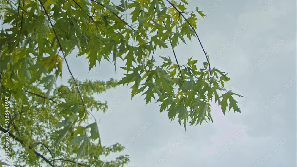 green maple leaves against a cloudy sky. Slow Motion 100fps 2.8k green maple leaves against a cloudy sky. Slow Motion 100fps 2.8k