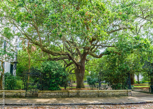 Charleston Live Oak And Fence