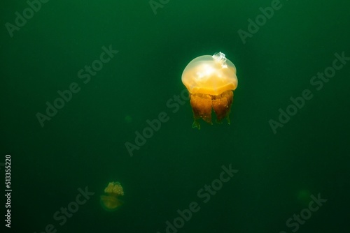 Beautiful shot of Jellyfish Lake-  a marine lake located on Eil Malk island in Palau photo