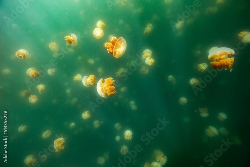 Beautiful shot of Jellyfish Lake-  a marine lake located on Eil Malk island in Palau photo