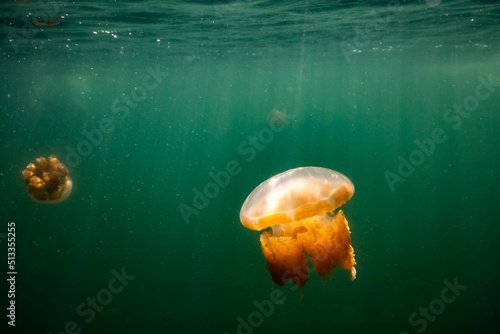 Beautiful shot of Jellyfish Lake-  a marine lake located on Eil Malk island in Palau photo